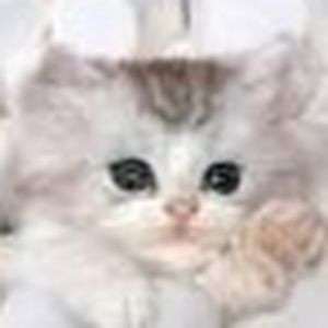 Meet your Posher, Moon